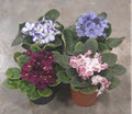 4.5" African Violet Assortment